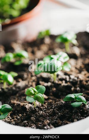 Kräutergarten im Innenbereich, frisches Basilikum in kleinen Töpfen Stockfoto