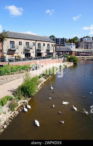 Blick auf den Fluss exe und den Ostkai mit Cafés und Restaurants im hinteren Bereich und Schwänen im Vordergrund, Exeter, Devon, Großbritannien, Europa. Stockfoto