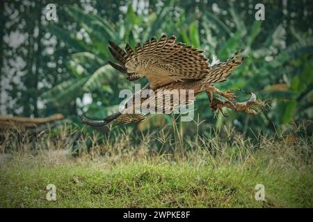 Wechselbarer Falkenadler fangen kleine Warane Stockfoto