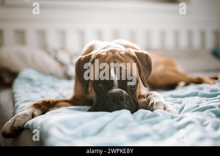 Junger süßer deutscher Boxerhund, der im Bett liegt und in die Kamera schaut Stockfoto