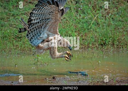 Wechselbarer Falkenadler fangen kleine Warane Stockfoto