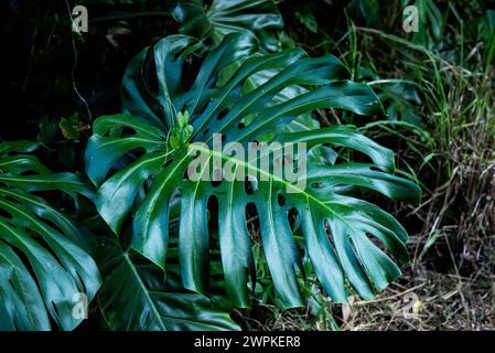 Monstera deliciosa Schweizer Käsewerk in Tahiti Stockfoto