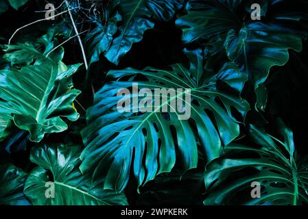 Monstera deliciosa Schweizer Käsewerk in Tahiti Stockfoto