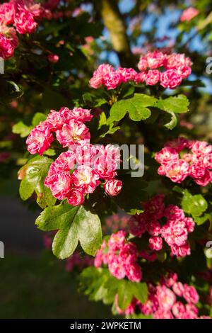 Midland Weißdorn und Blüte in Blüte / blühende Blumen im Mai / Juni, an einem sonnigen Tag in der Sonne und mit blauem Himmel. UK. (134) Stockfoto