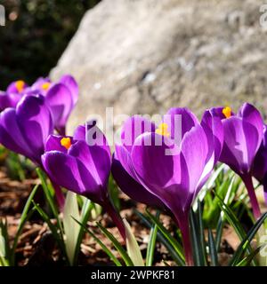 Frühlingskrokusse öffnen in der Morgensonne. Stockfoto