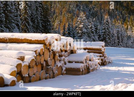 Ein Haufen geschnittener, mit Schnee bedeckter Stämme in einem Wald Stockfoto