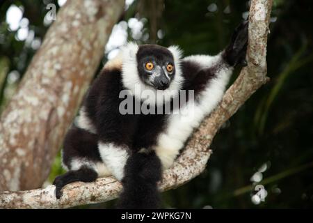 Schwarz-weiß variiert Lemuren in der natürlichen Umgebung Stockfoto