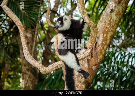 Schwarz-weiß variiert Lemuren in der natürlichen Umgebung Stockfoto