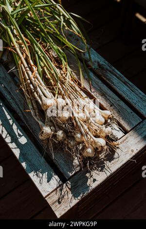 Frisch gepflückter Knoblauch aus dem Garten zur Ernte Stockfoto