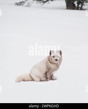 Weißer Polarfuchs, der an einem Wintertag in Kanada im Schnee sitzt. Stockfoto