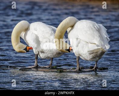 Ein Paar Mute Swans Cygus olor, das sich auf einem See in Shapwick Heath auf den Somerset Levels in Großbritannien bildet Stockfoto