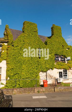 Virginia Kriechelfeu über wachsender Mauer und Schornstein eines Pubs/Wirtshauses (J T Davies) in Banbury. Oxfordshire. UK. Die Anlage kann Schäden verursachen. (134) Stockfoto