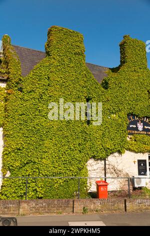 Virginia Kriechelfeu über wachsender Mauer und Schornstein eines Pubs/Wirtshauses (J T Davies) in Banbury. Oxfordshire. UK. Die Anlage kann Schäden verursachen. (134) Stockfoto