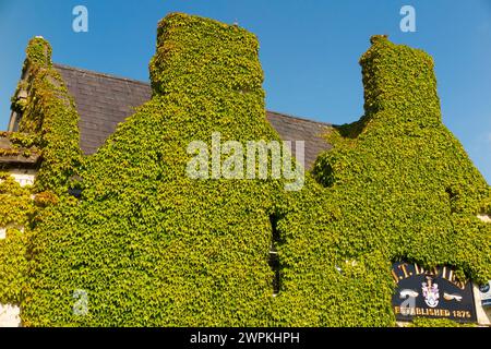 Virginia Kriechelfeu über wachsender Mauer und Schornstein eines Pubs/Wirtshauses (J T Davies) in Banbury. Oxfordshire. UK. Die Anlage kann Schäden verursachen. (134) Stockfoto