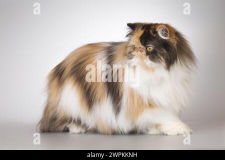 Persische Langhaar Multi Color Rasse männliche Katze posiert für Porträt im Studio Stockfoto