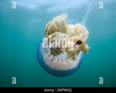 Barrel Qualle (Rhizostoma pulmo) schwimmt unter Wasser Stockfoto