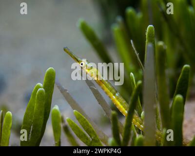 Makrofoto eines grünen Longsnout-Seefisches (Syngnathus temminckii), der sich im Seegras versteckt Stockfoto