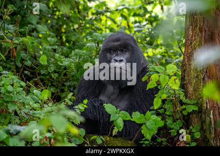 Ein Silverback Berggorilla, Mitglied der Familie Agasha in den Bergen des Volcanos National Park, Ruanda, Afrika Copyright: SpencerxClark 1320- Stockfoto