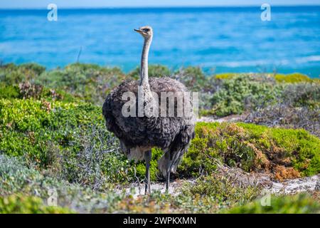 Strauß im Naturschutzgebiet Kap der Guten Hoffnung, Kapstadt, Kap-Halbinsel, Südafrika, Afrika Stockfoto