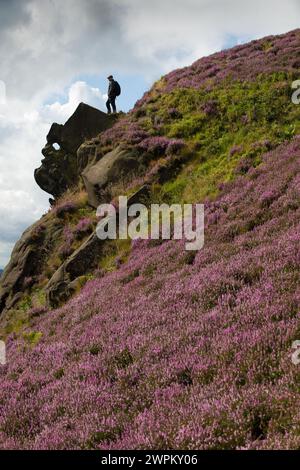 09/15 Umgeben von einer atemberaubenden Herbstheidekraut steht ein Mann über einem Felsen, der als Winking man bekannt ist, auf den Ramshaw Rocks im Staffordshire Peak Distric Stockfoto