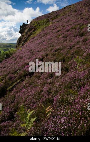 09/15 Umgeben von einer atemberaubenden Herbstheidekraut steht ein Mann über einem Felsen, der als Winking man bekannt ist, auf den Ramshaw Rocks im Staffordshire Peak Distric Stockfoto