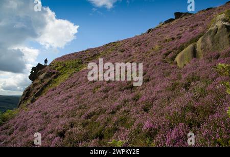 09/15 Umgeben von einer atemberaubenden Herbstheidekraut steht ein Mann über einem Felsen, der als Winking man bekannt ist, auf den Ramshaw Rocks im Staffordshire Peak Distric Stockfoto