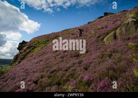 09/15 Umgeben von einer atemberaubenden Herbstheidekraut steht ein Mann über einem Felsen, der als Winking man bekannt ist, auf den Ramshaw Rocks im Staffordshire Peak Distric Stockfoto