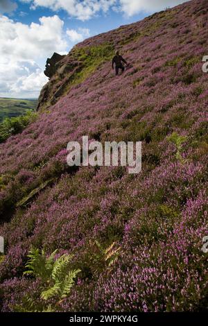 09/15 Umgeben von einer atemberaubenden Herbstheidekraut steht ein Mann über einem Felsen, der als Winking man bekannt ist, auf den Ramshaw Rocks im Staffordshire Peak Distric Stockfoto