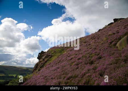 09/15 Umgeben von der atemberaubenden Herbstheidekraut blickt das Winking man über die Ramshaw Rocks im Staffordshire Peak District in der Nähe von Leek. Während Sie Stockfoto