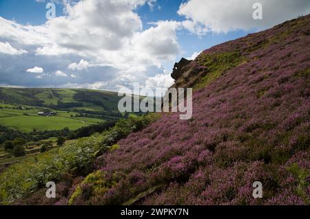 09/15 Umgeben von der atemberaubenden Herbstheidekraut blickt das Winking man über die Ramshaw Rocks im Staffordshire Peak District in der Nähe von Leek. Während Sie Stockfoto