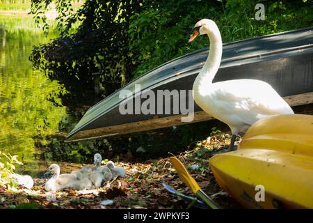 Wunderschöner stummer Schwan mit Brut von jungen Signet / Babyschildern an einem Flussufer mit umgedrehtem Boot / Booten im englischen Sommer. UK. Broughton Castle Gardens. (134) Stockfoto