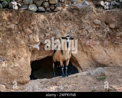 Ziege auf der Insel Nisyros, Dodekanes, griechische Inseln, Griechenland, Europa Stockfoto