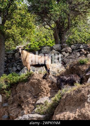 Ziege auf der Insel Nisyros, Dodekanes, griechische Inseln, Griechenland, Europa Stockfoto