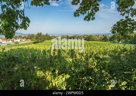 Weinberg auf der Insel Reichenau, Panoramablick über die Insel, den Bodensee, Baden-Wuerttemberg, Deutschland Stockfoto