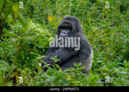 Ein Silverback Berggorilla, ein Mitglied der Familie Agasha in den Bergen des Volcanos National Park, Ruanda, Afrika Stockfoto