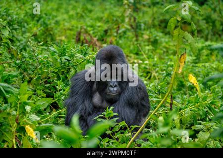 Ein Silverback Berggorilla, ein Mitglied der Familie Agasha in den Bergen des Volcanos National Park, Ruanda, Afrika Stockfoto