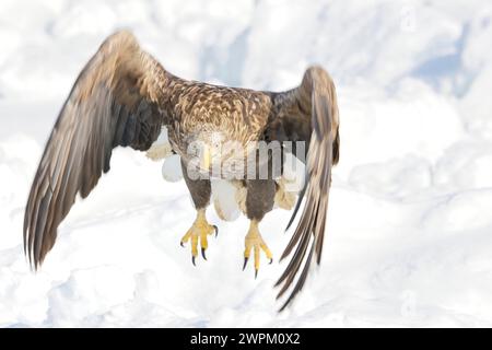 Ein erwachsener Seeadler (Haliaeetus albicilla), der vom Meereis vor Rausu, Hokkaido, Japan, abhebt Stockfoto