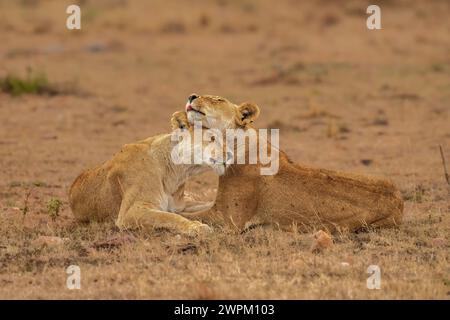 Zwei Löwen (Panthera leo), die sich in den Maasai Mara, Kenia, Ostafrika und Afrika umarmen Stockfoto