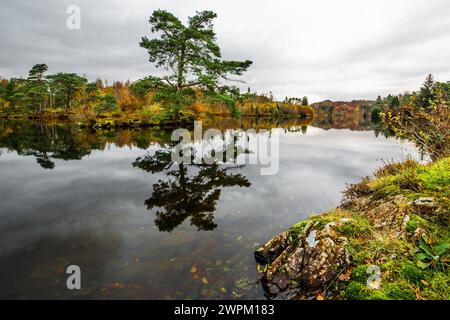 Reflections, Tarn Hows, in der Nähe von Coniston, Lake District National Park, UNESCO-Weltkulturerbe, Cumbria, England, Großbritannien, Europa Stockfoto