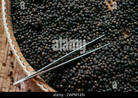 Berühmter schwarzer Pfeffer Kampot, einer der besten Paprika der Welt, Pfefferfarm, Kep, Kambodscha, Indochina, Südostasien, Asien Stockfoto