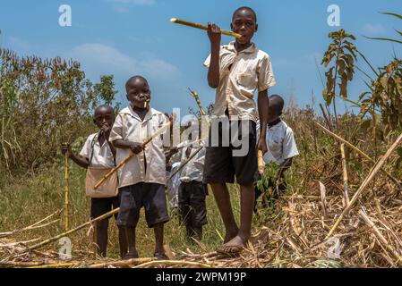 Junge Schuljungen essen Zuckerrohr auf dem Rückweg von der Schule, Masindi, Uganda, Ostafrika, Afrika Stockfoto