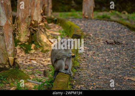 Blick auf Mauritius Cynomolgus Monkey (Krabbenfressender Makaken), Savanne District, Mauritius, Indischer Ozean, Afrika Stockfoto