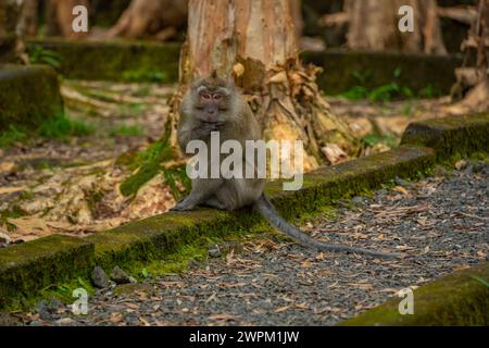 Blick auf Mauritius Cynomolgus Monkey (Krabbenfressender Makaken), Savanne District, Mauritius, Indischer Ozean, Afrika Stockfoto