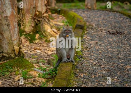 Blick auf Mauritius Cynomolgus Monkey (Krabbenfressender Makaken), Savanne District, Mauritius, Indischer Ozean, Afrika Stockfoto