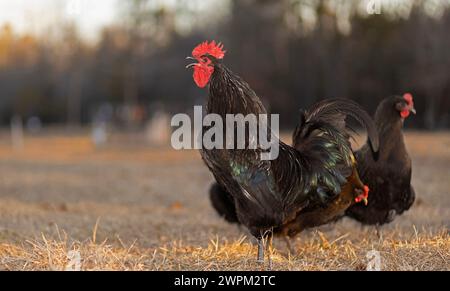 Australorp Hühnerhahn Krähen oben in der Lunge auf dem Feld ist frei in North Carolina. Stockfoto