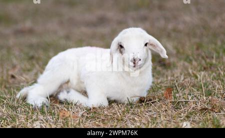 Weißes und junges Katahdin-Schaflammfleisch, das in die Kamera blickt, während es auf einem grasbewachsenen Fahrerlager liegt. Stockfoto