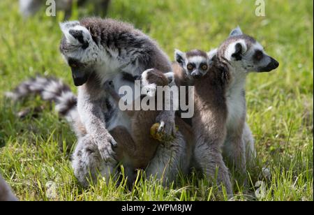 05/16 „OK, Kinder, sehen lebhaft aus, wir haben etwas Spaß zu tun“. Stockfoto