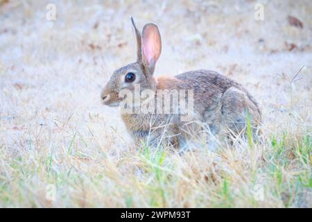 Ein wildes Kaninchen, Oryctolagus cuniculus, sitzt auf trockenem Gras in Australien. Sie sind zu einer invasiven Art geworden, die auf dem ganzen Kontinent eingeführt wurde. Stockfoto