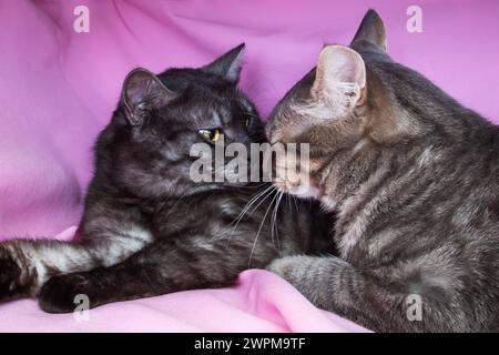 Zwei graue Katzen auf einem pinkfarbenen Bett Stockfoto