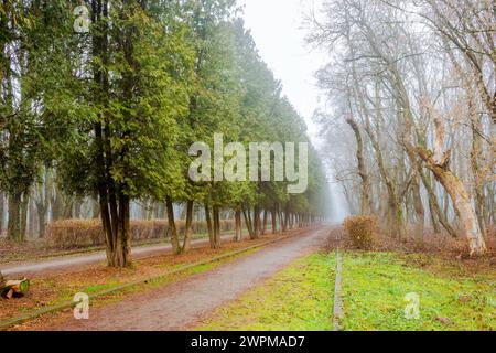 Schotterweg im Park. Bäume im Nebel. Schneefreier Winter oder Frühjahrswetter aufgrund des Klimawandels Stockfoto